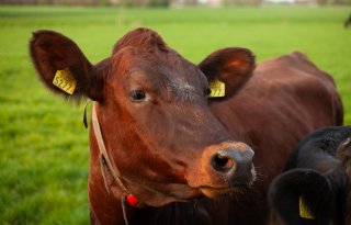 Ook voor Ierse melkveehouders natuurtoets in 2028