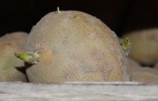 Beurs Zuid doet oproep aan telers: deel vaker prijsinformatie