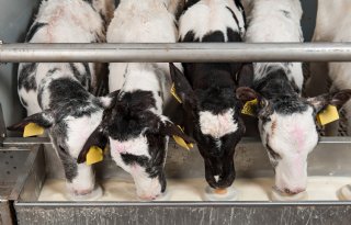 Druk op verdienmodel van kalverhouderij loopt op