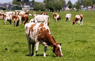 ‘SEM-regeling is interessant voor intensievere melkveebedrijven’