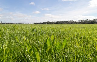 Kruidenrijk grasland met smalle weegbree: ‘De voederwaarde is vergelijkbaar met Engels raaigras’