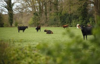 MOB-voorman Vollenbroek over stikstofaanpak Gelderland: ‘Juridisch gezien kansloos’
