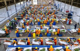 Keniaanse rozenkweker zet sterk in op groei op zeetransport naar Europa