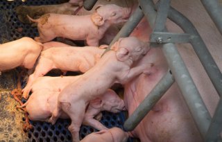 PPRS: samen aanpakken of blijven aanmodderen