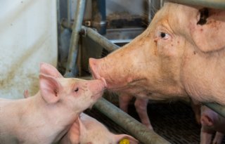 Elk bedrijf kan stappen maken als het gaat om PRRS