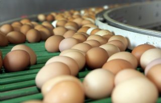 Eierprijzen dalen verder in nog altijd positieve markt