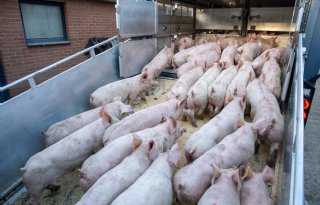 Nog veel haken en ogen aan zomers transportverbod