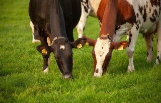 Vooruitgang runderziekten IBR en BVD bereikt plateau