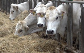 AMvB Dierwaardige vleesveehouderij open voor consultatie