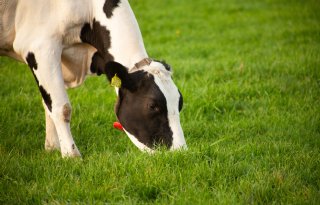 Prijsdaling grasland volgt op forse eindejaarsplus