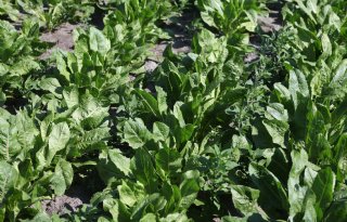 Nieuw middel toegelaten in bietenteelt, vanaf 2027 ook Conviso One in cichorei