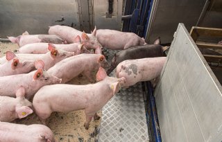 Biggenprijzen onder druk, vleesvarkensmarkt houdt voorlopig stand
