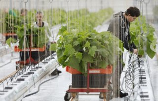 Cao Glastuinbouw: werkgevers verhogen loonbod naar 3 procent