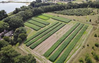 Vezelhennep in de lift als circulair alternatief