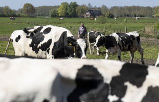 Met smakelijke mengkuil en drie keer melken naar 42 kilo per koe per dag