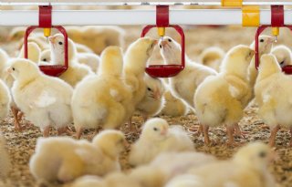 Dagelijkse routine grote risicofactor vogelgriep