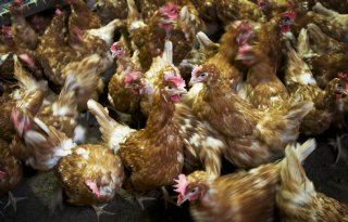 Vogelgriepsituatie loopt uit de hand in Polen