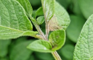 PhytoAlert meldt nu al eerste aantasting phytophthora