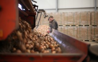 Britten al weken grootste afnemers van Nederlandse uien