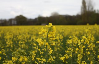 Lijnzaad en koolzaad reduceren methaanemissie bij grasrijk rantsoen