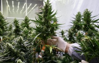 Legale teelt van cannabis krijgt voet aan de grond