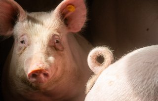 NVWA handhaaft vanaf 1 juni op nieuwe eisen hokverrijking