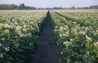 Biostimulant STATUS richt zich op efficiënter gebruik van licht en stikstof