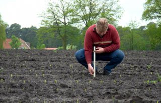 Vleesveehouder zaait minder mais per hectare voor grotere en zwaardere kolf
