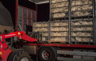 Nieuwe regels transport vleeskuikens schaden welzijn en economie