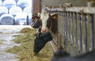 Nieuwe richtlijnen voor stalemissies moeten beleid en vergunningen versterken