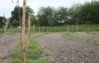 Ruim één miljoen euro voor Agroforestry in Noord-Brabant