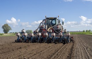 Mais op ruggen een uitkomst op droogtegevoelige grond