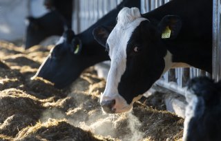 Deens onderzoek vindt geen relatie tussen Bovaer en sterfte