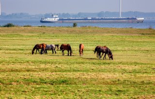 Paardenhouderij kan mee in KPI-aanpak voor duurzaamheid