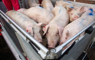 Schothorst Feed Research ontwikkelt simulatietool voor vleesvarkens