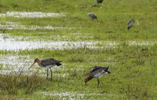 Verzwaring agrarisch natuurbeheer voor behoud van grutto