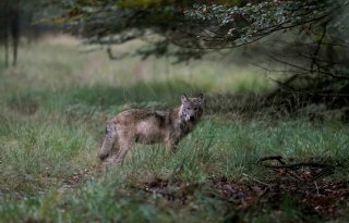 ‘Wolvenbesluit van kabinet is onwerkbaar’