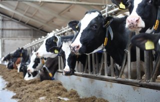 Minder koeien met drie jaar subsidie: wat is de SEM?