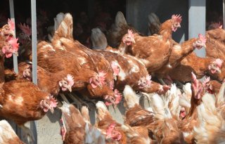 Vogelgriep op leghennenbedrijf in Biddinghuizen
