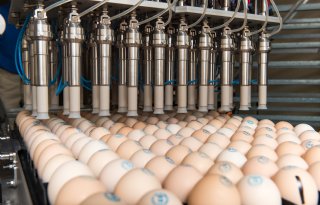 Sector en kabinet sturen aan op verplichte vaccinatie tegen vogelgriep