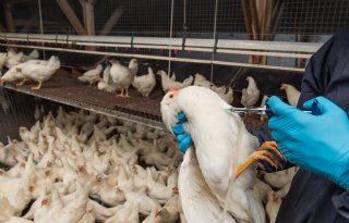 Veldonderzoek toont aan dat vaccineren tegen vogelgriep werkt