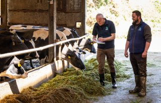 Koeien aan het voer en in productie houden: waarom ‘immuunmodulatie’ belangrijk is tijdens de transitieperiode