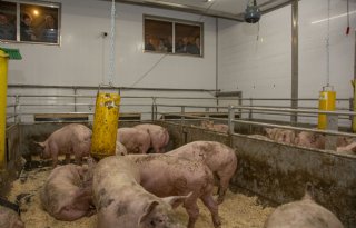 Boeren bekijken eerste Moving Floor systeem bij varkens in Nederland