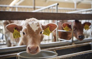 Sector bundelt krachten voor beter dierenwelzijn bij kalvertransport