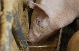 Einde aan omstreden varkenshouderij in Creil
