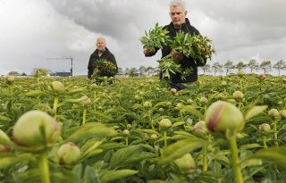 Populariteit van Nederlandse pioenrozen neemt toe