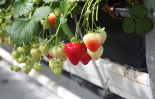 Autonome teeltsturing moet aardbeientelers meer grip geven