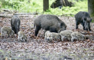 Afrikaanse varkenspest rukt verder op binnen Europese Unie