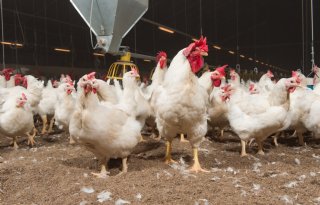 Hogere bemonsteringsfrequentie ouderdierbedrijven op salmonella