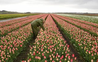 Agrifirm realiseert eenderde reductie in milieubelastingspunten
